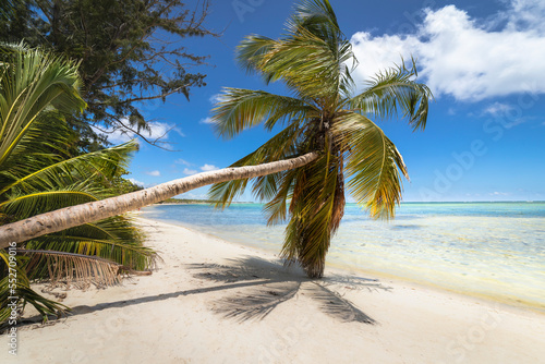 Palm tree and Tropical idyllic beach in Punta Cana, turquoise caribbean sea