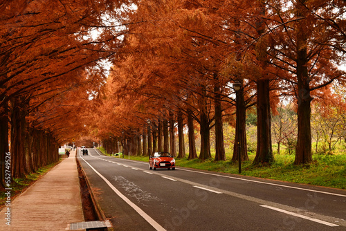 秋に歩く滋賀県マキノのメタセコイア並木道