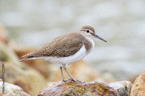 Common sandpiper at the shore, Actitis hypoleucos