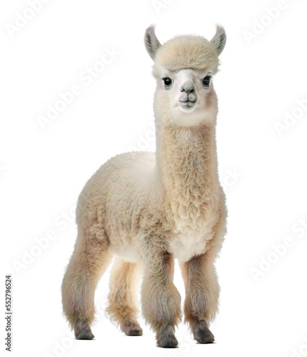 cute adorable alpaca lama isolated on transparant background