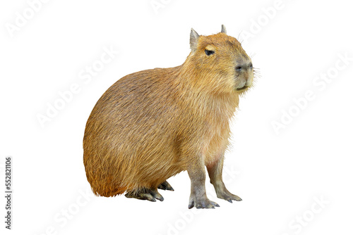 Capybara sitting isolated on transparent background.