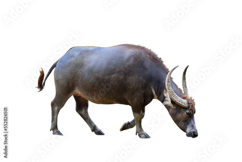 River buffalo isolated on transparent background.