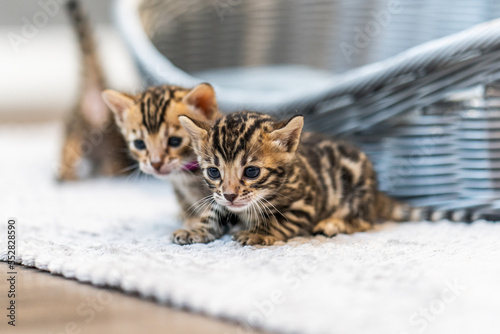 Bengal-katzen, Bengalkatze