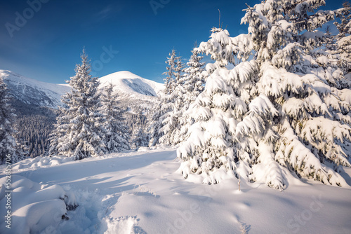 Tranquil snowy landscape and Christmas trees on a frosty sunny day.