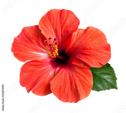 bright red hibiscus flower isolated