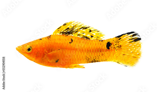 Molly fish isolated on transparent png