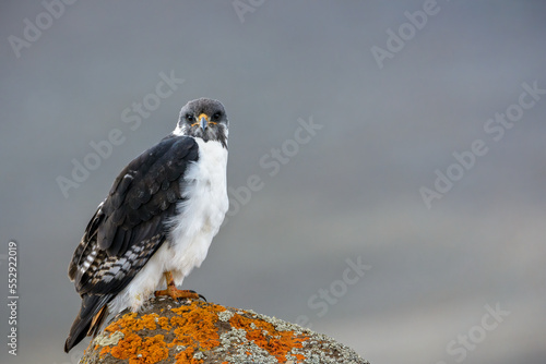 Augur buzzard (Buteo augur). Bale Mountains National Park. Ethiopia.