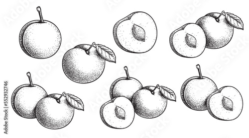 Mirabelle plum. Hand drawn sketch style summer fruit drawings. Best for package, summer market designs. Vector illustrations.