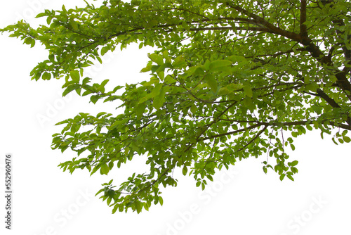 Green leaf or branch isolated on white background.