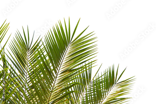 green coconut leaf or tree branch isolated on white background.