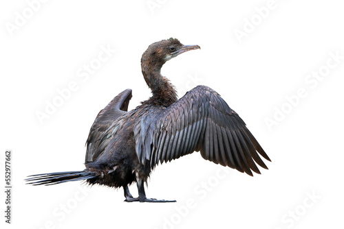 Cormorant spreading its wings isolated on transparent background png file