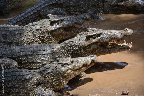 The crocodile tastes what it eats. Have you met him personally?