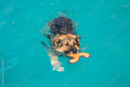 Canine dog swimming in the pool on a sunny day