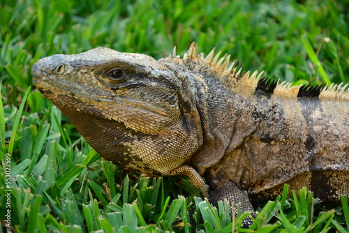 A lizard living in Mexico.