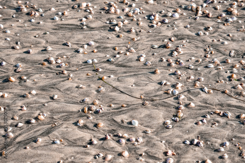 High angle view of group seashells and pebbles on wet sand at beach during sunny day