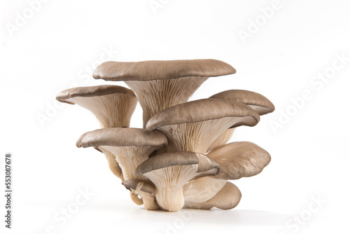 Delicious oyster mushrooms isolated on white backgrouond.