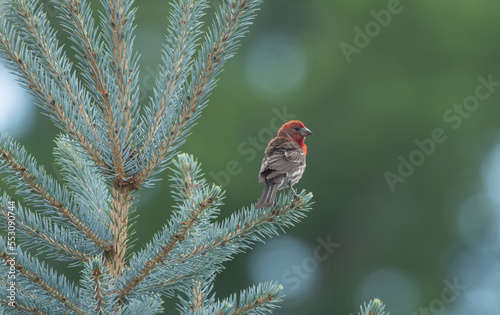 Red house finch sitting on a blue spruce tree branch