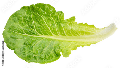 Baby Cos lettuce on white background, Green Napa cabbage leaves on white PNG File.