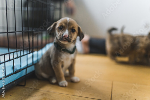 Indoor full-length shot of adorable sad brown-and-white mixed-breed puppy with floppy ears sitting on wooden floor next to black cage. Temporary home for dogs. High quality photo