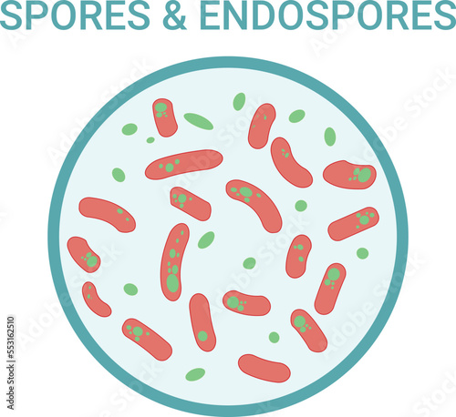 spore and endospore