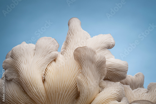 Oyster mushroom from the bottom looking into the gills