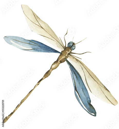 Watercolor dragonfly clipart. Tender nature png illustration.