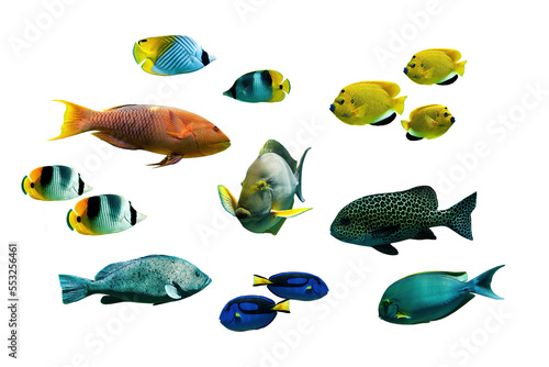 Collection set of tropical fishes isolated on transparent background