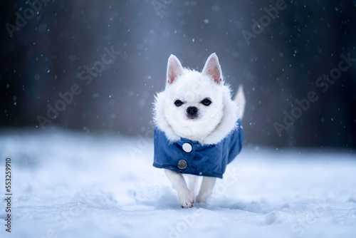 Biały piesek rasy chihuahua, ubrany w niebieską kurtkę spaceruje w śniegu