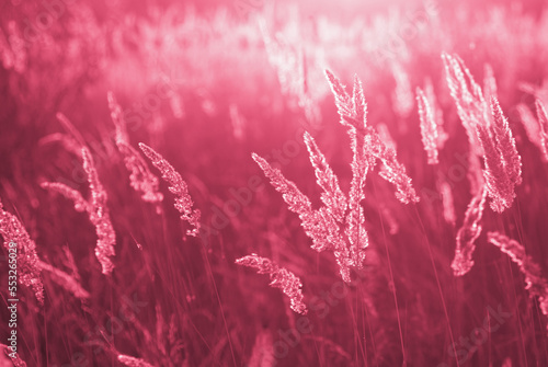 Dry blades of grass in the backlight. Viva Magenta, Pantone Color of the year 2023