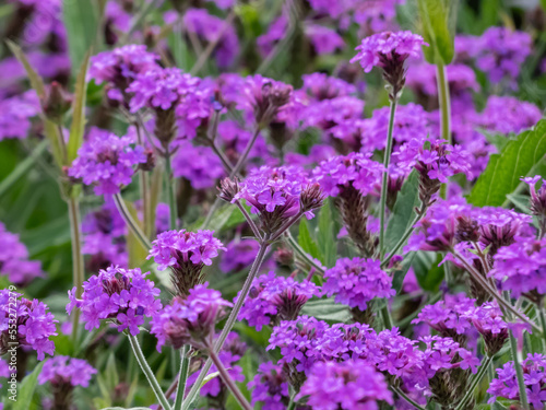 Close-up shot of the Verbena rigida 'Venosa' growing and blooming with violet-blue flowers on green foliage