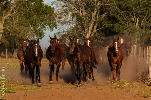 Un grupo de caballos cabalgando al atardecer