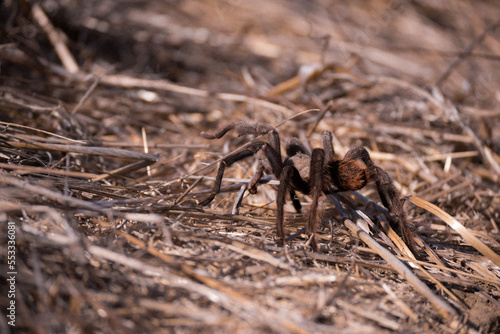 Tarantula spider on the ground