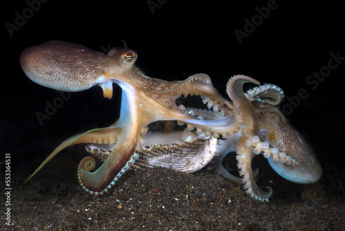 Extremely rare photo of mating of Coconut Octopuses - Amphioctopus marginatus at night. Underwater world of Tulamben, Bali, Indonesia.