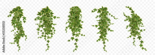 Realistic set of ivy vines hanging on wall png isolated on transparent background. Vector illustration of Hedera plant with green leaves, home interior, garden landscaping or floral design element