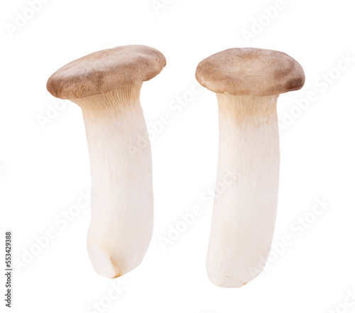 King oyster mushroom Pleurotus eryngii isolated on transparent png