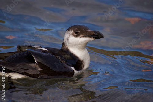 Razorbill look relaxed in the water 