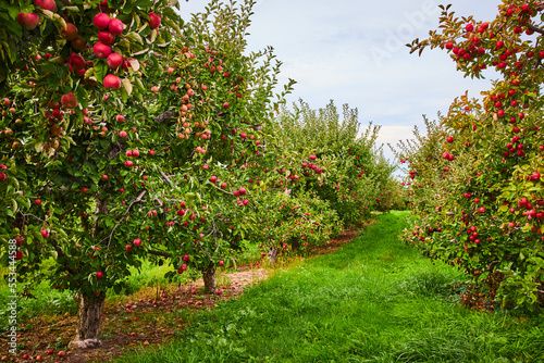 Looking down rows of apple trees in orchard farm