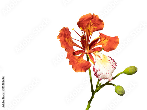 Poinciana regia or Delonix regia flowers isolated and cut out, transparent background. Other names: royal poinciana, flamboyant, acacia rubra, phoenix flower, flame of the forest, flame tree