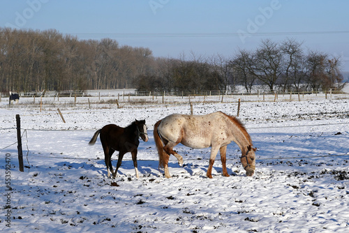 Foal with mare in outdoor paddock in winter.