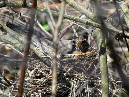 Bird Nest Robin