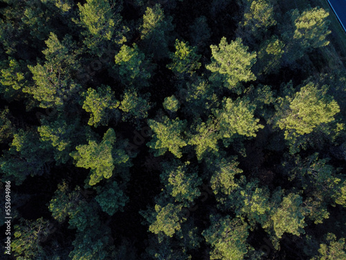 drone aerial view of a pine forest at dusk, overhead shot