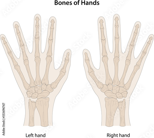 Bones of hands, dorsal (posterior) view