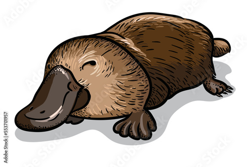 Platypus duckbill Isolated vector illustration. Australian fauna picture.