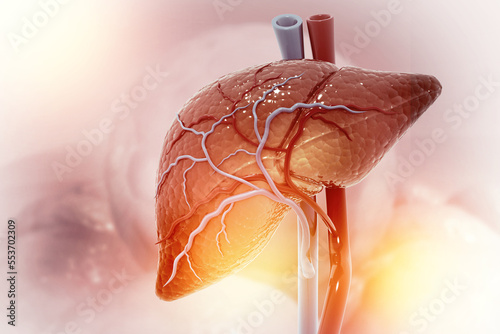 Human liver anatomy structure, 3d illustration