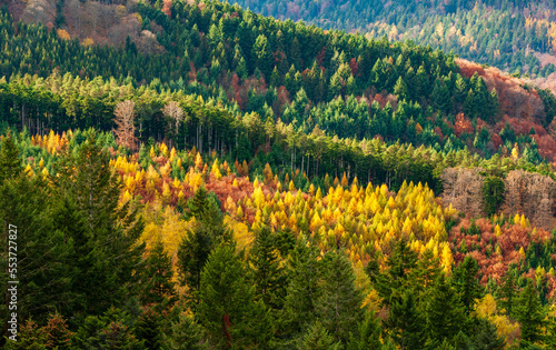 Forêt vosgienne, dépérissement des forêts de conifères, la crise des scolytes est nettement visible, CEA, Alsace, Vosges, Grand Est, France
