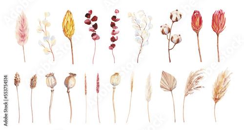 Hand painted watercolor dry palm leaves, cotton, pampas grass and poppies on white background. Watercolor illustration. Dry boho flowers and leaves clipart isolated