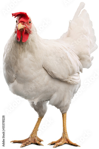 Big organic roaming natural white and village chicken