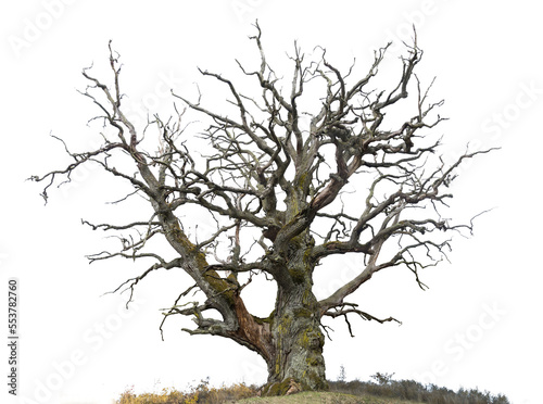 ancient mighty bare oak tree