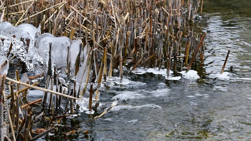 Pokryte lodem w potoku łodygi trzcin 
