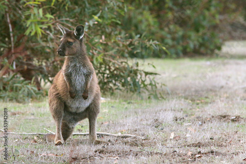 wild kangaroo wallaby on kangaroo island in Australia